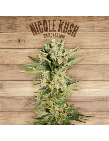 The Plant Nicole Kush - Imagen 1