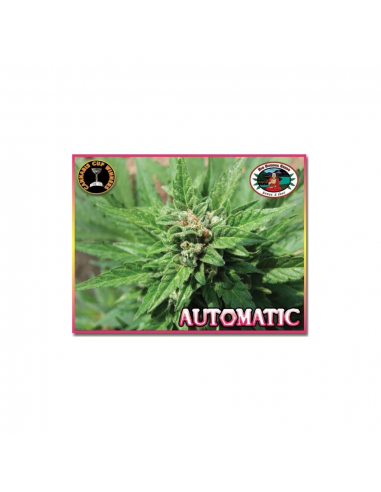 Big Buddha Seeds Automatic - Imagen 1