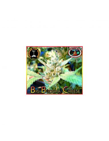 Big Buddha Seeds Cheese Fem - Imagen 1