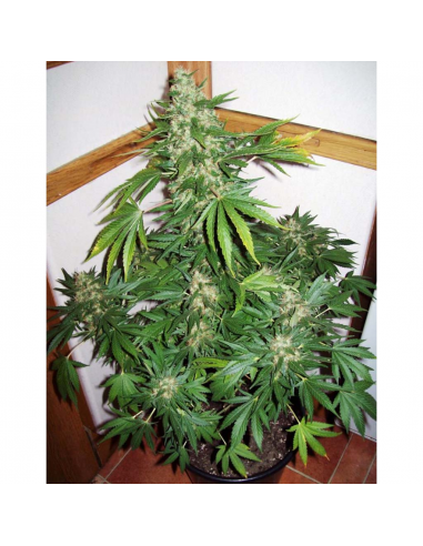 Venus Genetics Double Cheese Fem. - Imagen 1