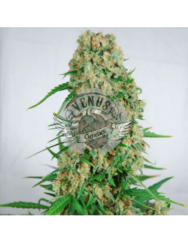 Venus Genetics Viuda Blanca Fem. - Imagen 1