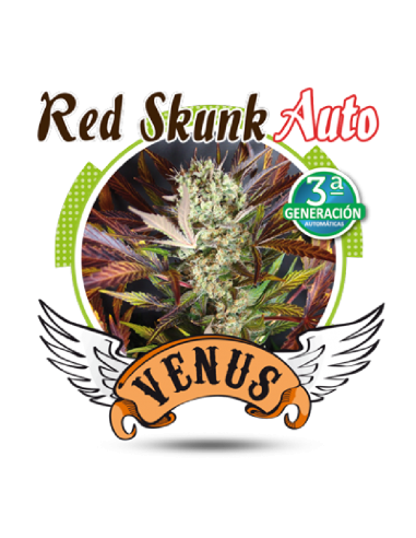 Venus Genetics Red Skunk Auto - Imagen 1