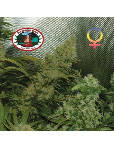 Big Buddha Seeds Bubble Cheese Fem - Imagen 1