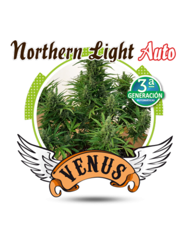 Venus Genetics Northern light Auto - Imagen 1