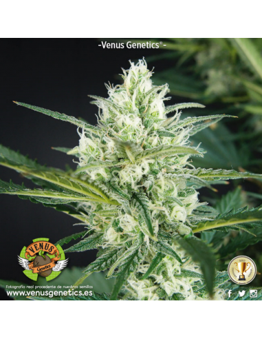 Venus Genetics Hielo Fem. - Imagen 1