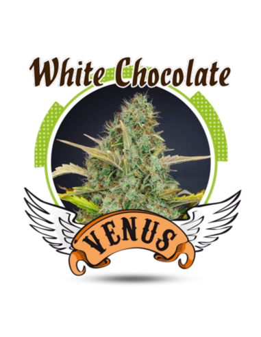 Venus Genetics White Chocolate Fem. - Imagen 1