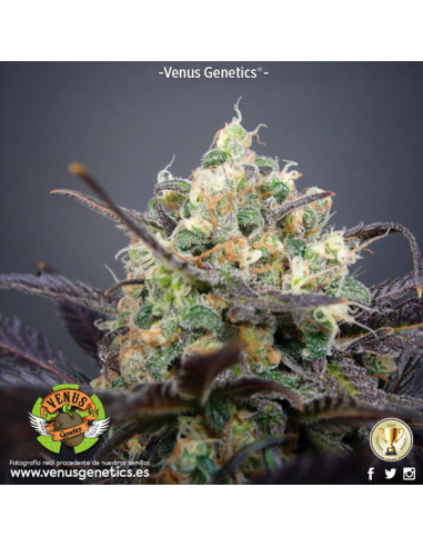 Venus Genetics Super Cheese Haze Fem. - Imagen 1