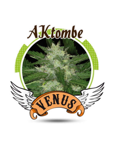 Venus Genetics AKtombe Fem. - Imagen 1