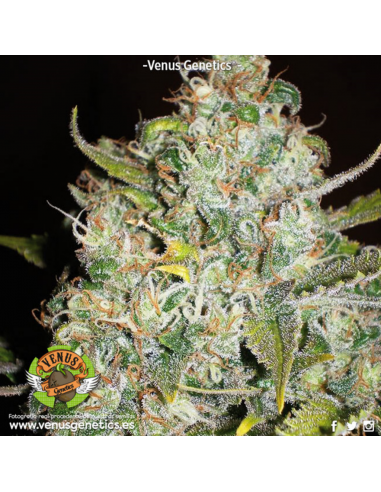 Venus Genetics Critical Haze Fem. - Imagen 1