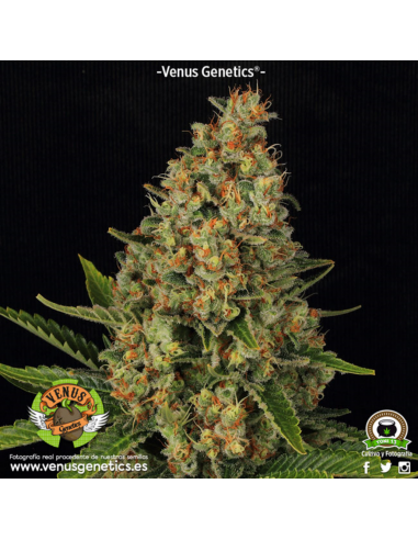 Venus Genetics Lavender Fem. - Imagen 1