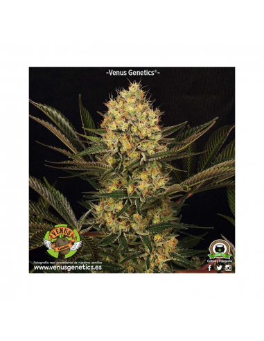 Venus Genetics Cheese Kaberry Fem. - Imagen 1