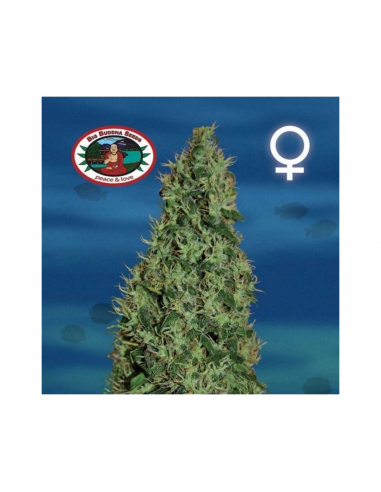 Big Buddha Seeds Cheesy Dick Fem - Imagen 1