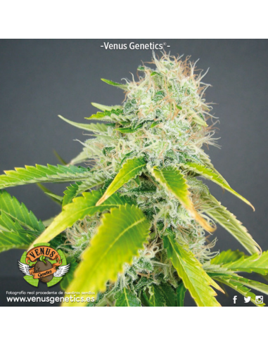 Venus Genetics Super Haze Fem. - Imagen 1