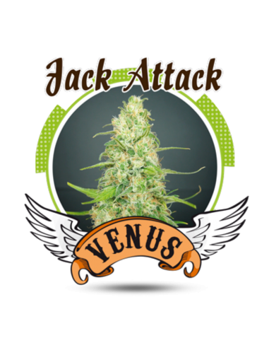 Venus Genetics Jack Attack Fem. - Imagen 1