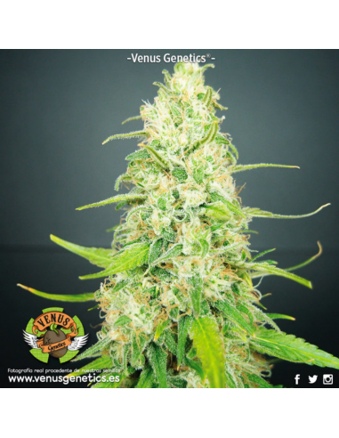 Venus Genetics Kamikhaze Fem. - Imagen 1