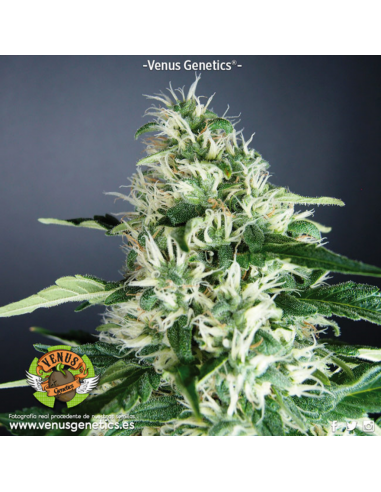 Venus Genetics Kronic Fem. - Imagen 1