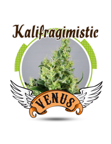 Venus Genetics Kalifragimistic Fem. - Imagen 1