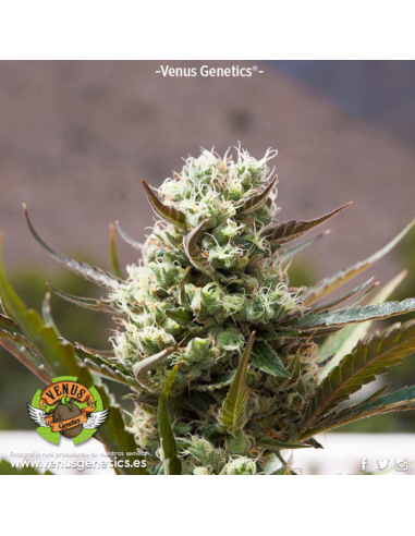 Venus Genetics Jack Attack Auto - Imagen 1