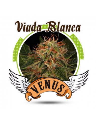 Venus Genetics Viuda Blanca CBD Fem - Imagen 1