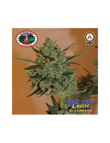 Big Buddha Seeds Blue Cheese Fem - Imagen 1