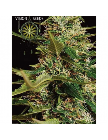 Vision Seed Super Skunk Auto 5Und - Imagen 1