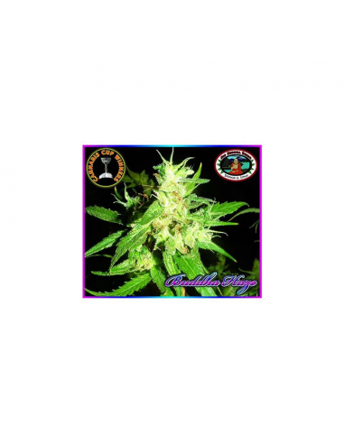 Big Buddha Seeds Buddha Haze Fem - Imagen 1