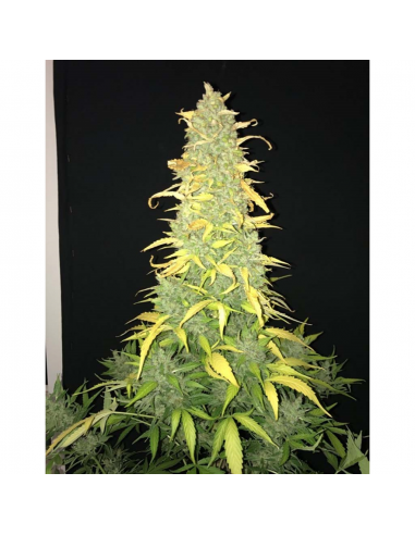 Vision Seed AK 49 Fem. - Imagen 1