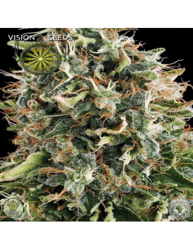 Vision Seed White Widow Fem. - Imagen 1