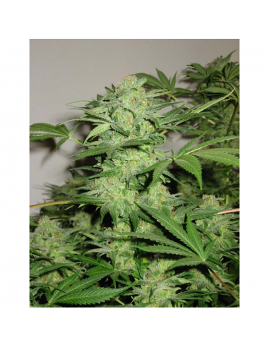 Vision Seed Northern Lights Fem. - Imagen 1