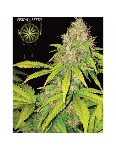 Vision Seed AK 49 Auto 3Und - Imagen 1