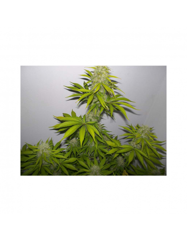 Vision Seed Critical Impact Fem. - Imagen 1