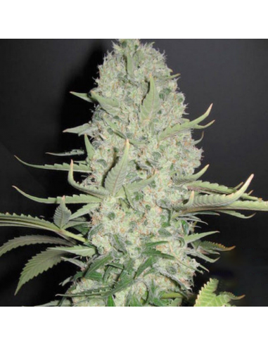 Vision Seed Big Bud Fem. - Imagen 1