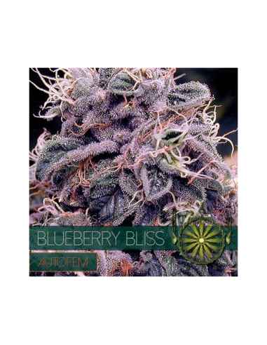 Vision Seed Blueberry Bliss Auto 3Und - Imagen 1