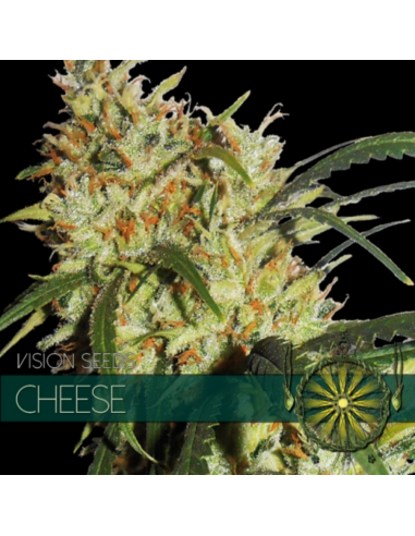 Vision Seed Cheese 10Und Fem. - Imagen 1