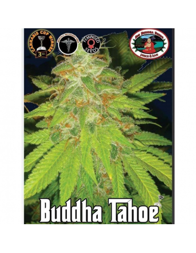 Big Buddha Seeds Buddha Tahoe Fem - Imagen 1