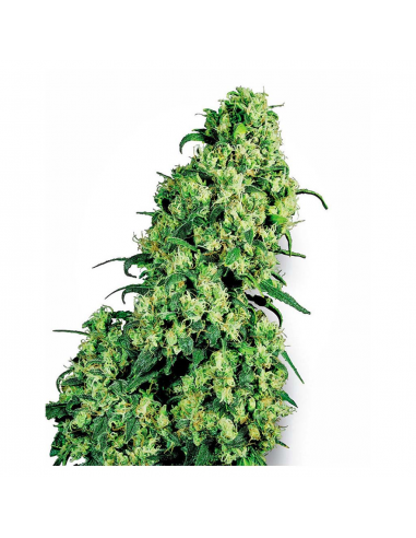 Sensi White Label Skunk #1 Fem. - Imagen 1