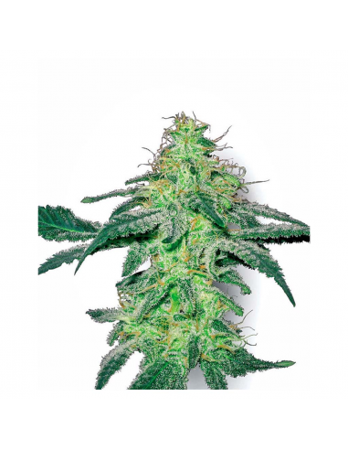 Sensi White Label White Skunk Fem. - Imagen 1