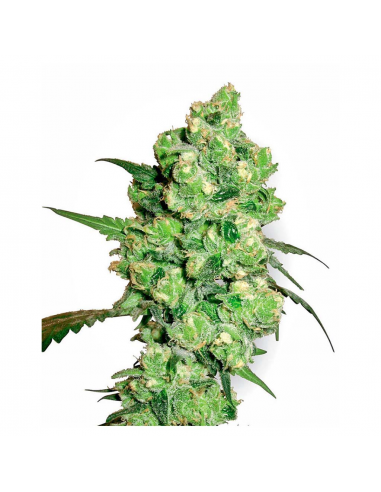 Sensi White Label Super Skunk Fem. - Imagen 1