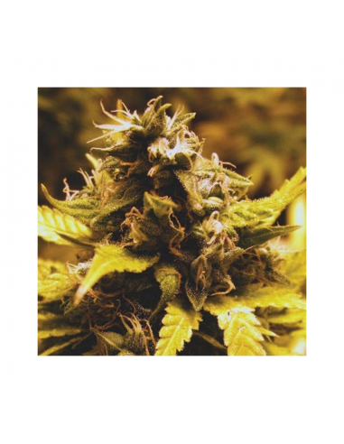 Big Buddha Seeds Cheese Dawg Fem - Imagen 1