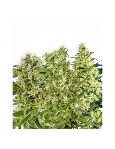 Sensi White Label Female Mix Fem. - Imagen 1