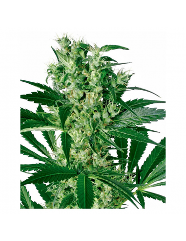 Sensi White Label X-Haze Fem. - Imagen 1