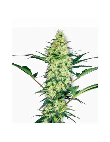 Sensi White Label White Diesel Fem. - Imagen 1