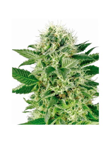 Sensi White Label Northern Lights Fem - Imagen 1