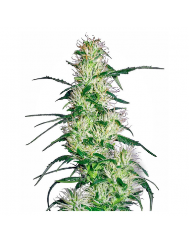 Sensi White Label Purple Haze Fem - Imagen 1