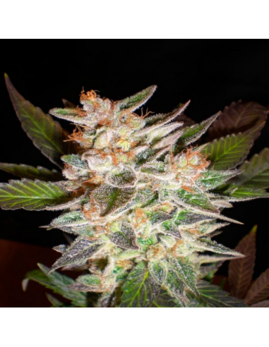 Big Buddha Seeds Cheesus Fem - Imagen 1