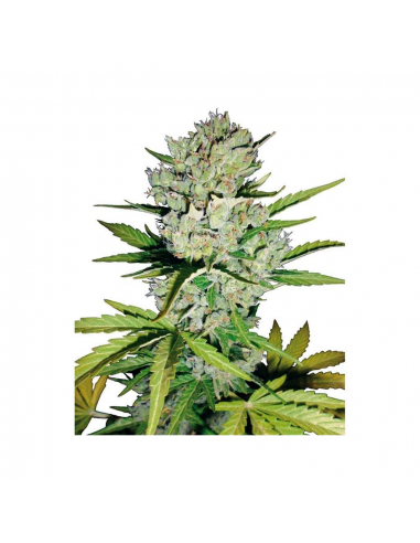 Sensi White Label Super Skunk Auto - Imagen 1