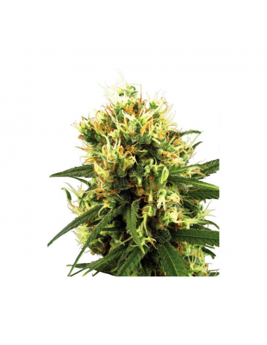 Sensi White Label White Haze Auto - Imagen 1