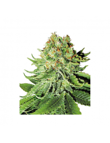 Sensi White Label Northern Lights Auto - Imagen 1