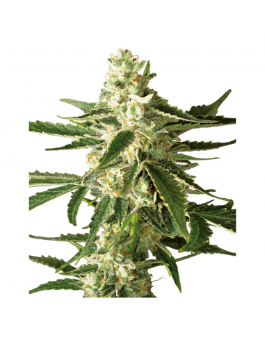 Sensi White Label Diesel Haze Auto - Imagen 1