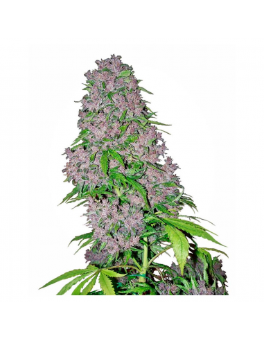 Sensi White Label Purple Bud Fem - Imagen 1